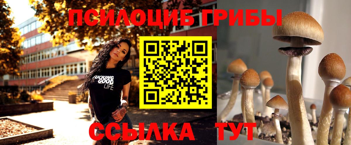 Чита  Галлюциногенные грибы Psilocybine cubensis  Вход с VPN 